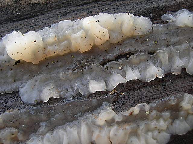 le  Specie  invernali  del  Leimental